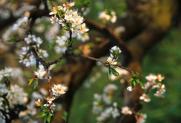 Spring Blossoms