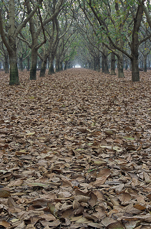 Orchard Rows