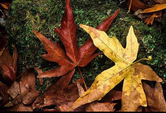 Las Trampas Leaves