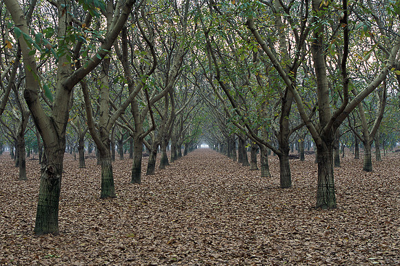 Orchard Rows