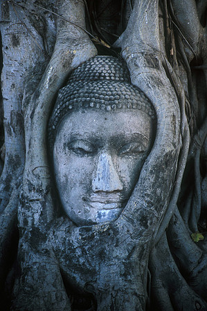 Tree Buddha