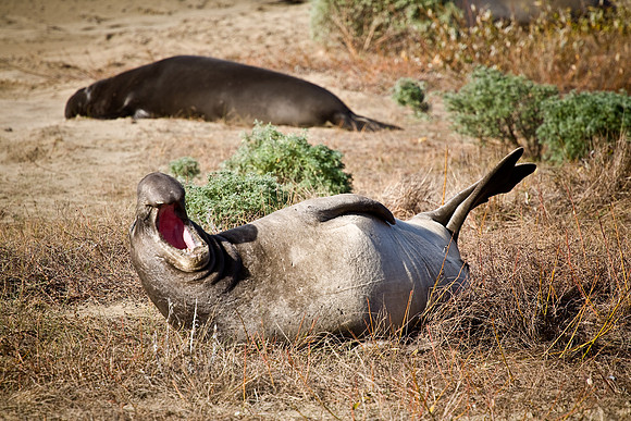 Yawn