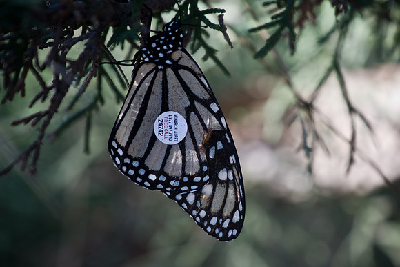 Monarch Alert