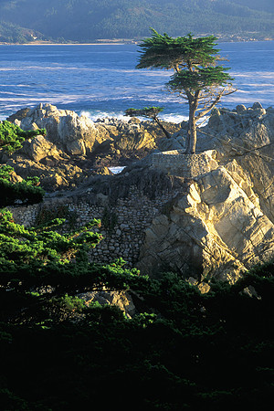 Lone Cypress