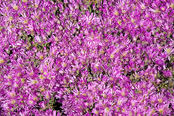 Purple Flower 2