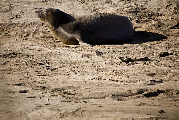 Lone Pup 1