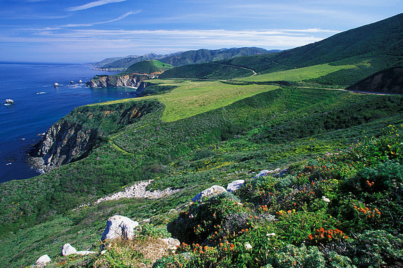 Big Sur Vista Flowers