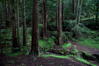 Purisma Redwoods