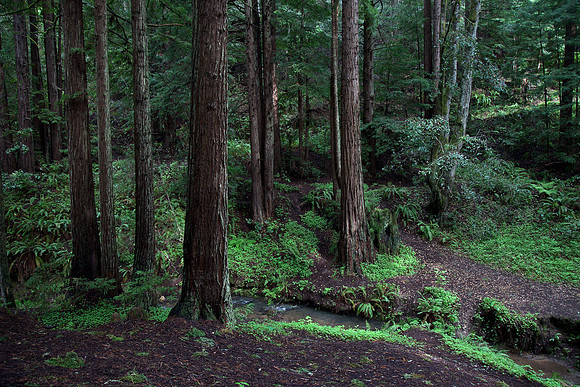 Purisma Redwoods