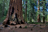 Young Old Sequoia