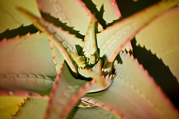 Succulent