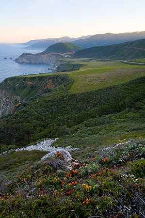 Flowering Coast