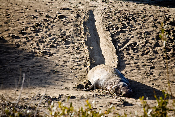 Seal Trail 1