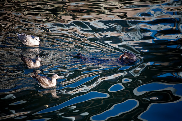Sea Otter 1