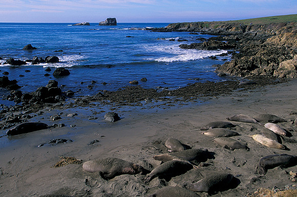 Sea Lions Coast