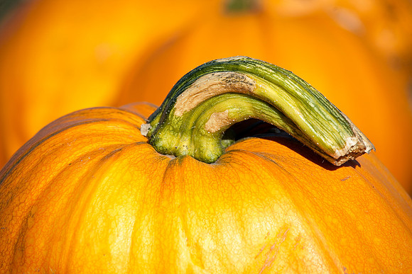 Pumpkin Stem