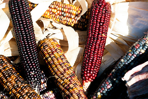 Harvest Corn 1