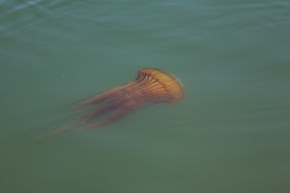 Jellyfish