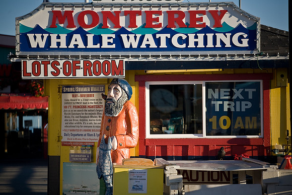Monterey Whale Watching