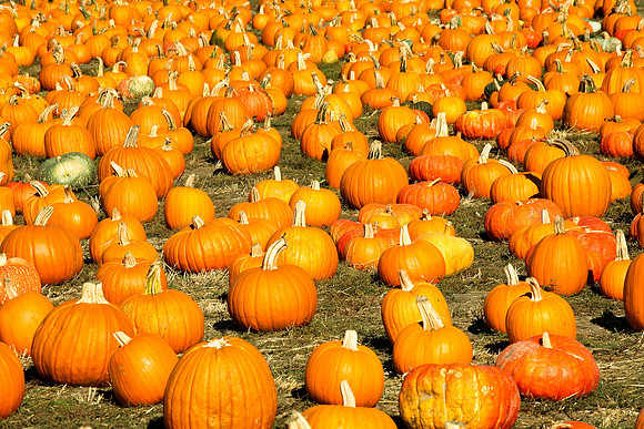 Field of Pumpkins