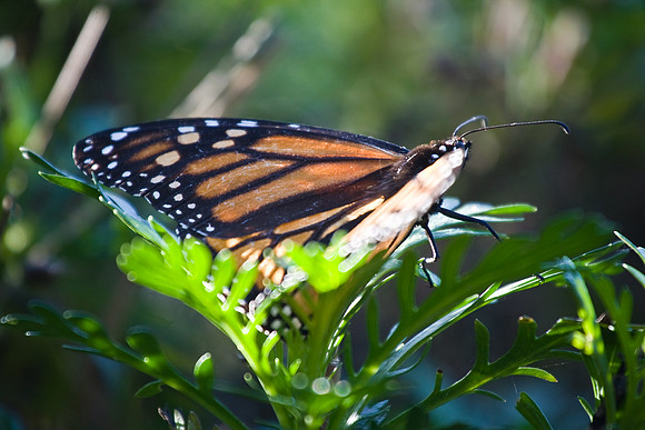 Monarch 2