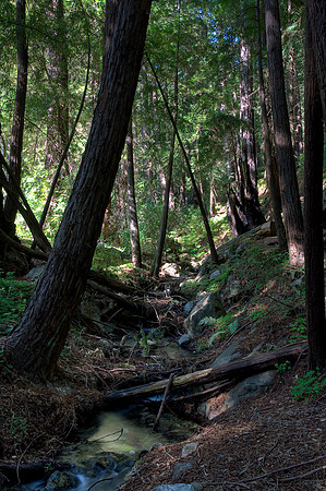 Julia Pfeiffer Redwoods 1