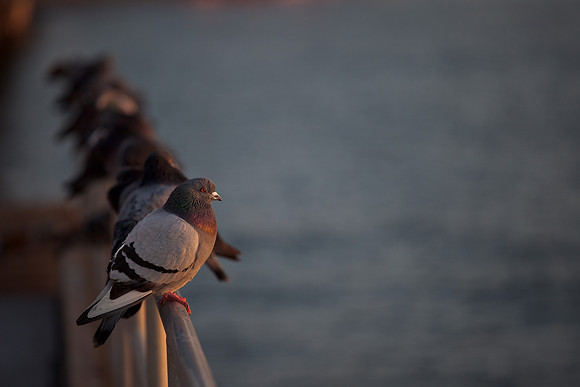 Pigeon Line
