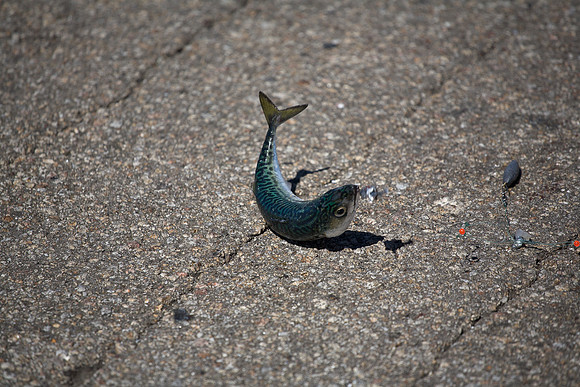 Fish Out Of Water