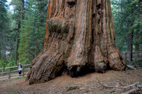 Giant Sequoia