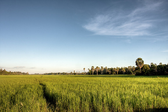 Rice Fields