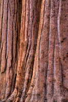 Three Sequoias