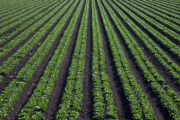Fields