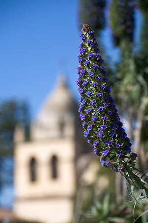 Mission Flower