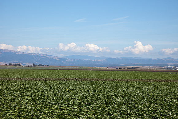 Coastal Agriculture