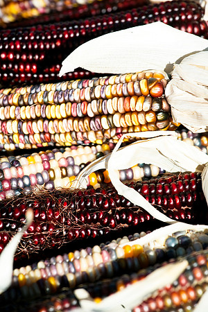 Harvest Corn 2