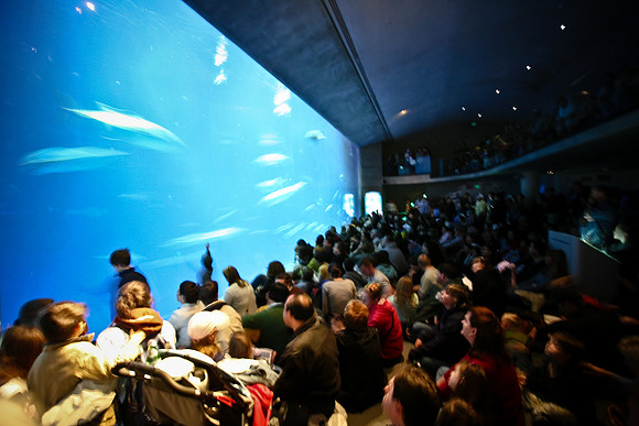 Aquarium Crowds 1