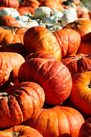 Flat Pumpkins