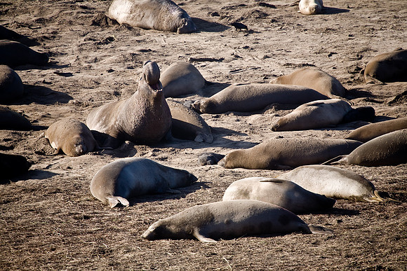 Seal Colony 2