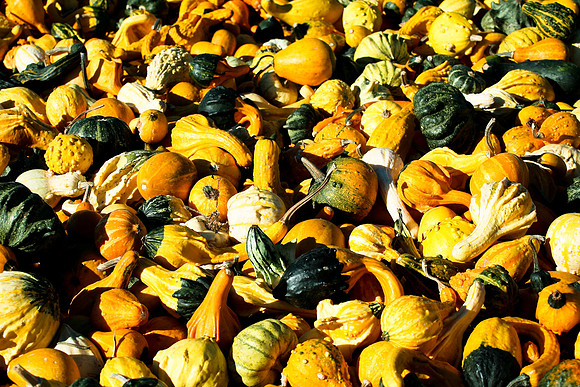 Gourds