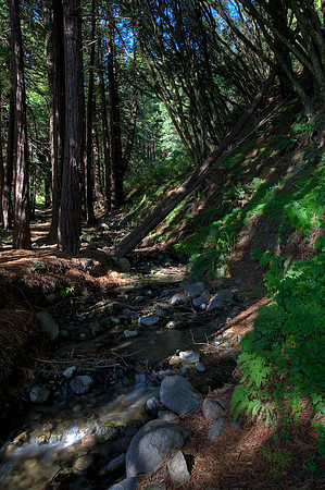 Julia Pfeiffer Redwoods 2