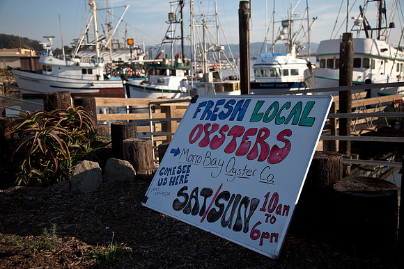 Fresh Local Oysters
