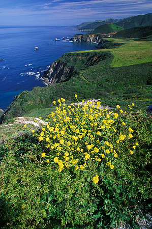 Big Sur Vista Flowers