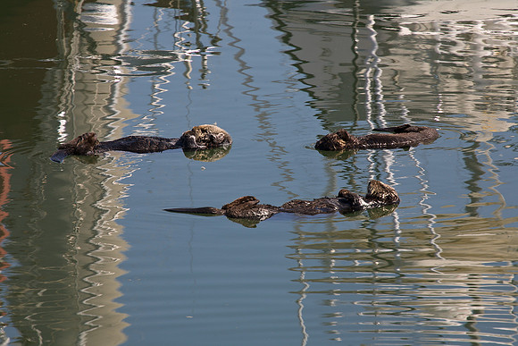 Sea Otter Formation