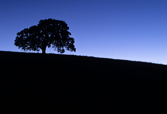 Walnut Creek Oak