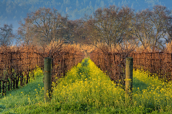 Depth of Vines