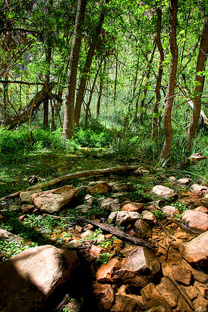 Zion Stream