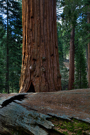 Giant Sequoia