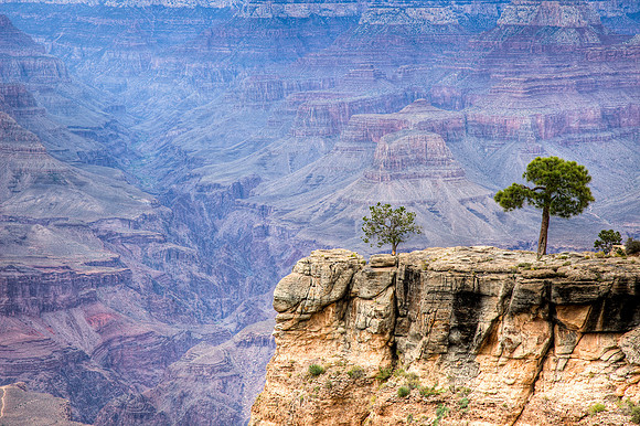 Canyon Trees