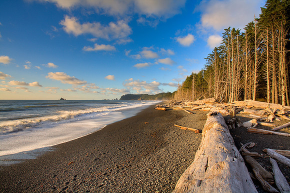 Rialto Beach Trees