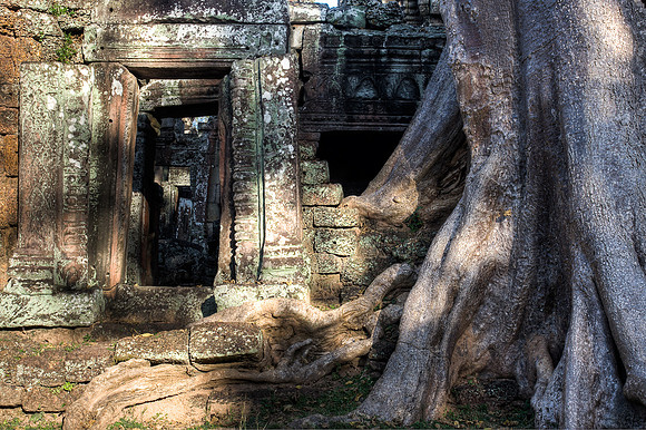 Jungle Door